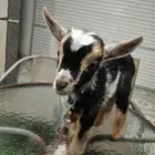 ماعز قزم ذكر تبوك على السوم العمر شهرين