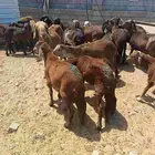 سواكن