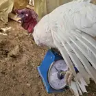 ديك الرومي هجين نعام الوزن 17ونص االموقع اطبرجل