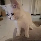 رادغول هملايا انثى