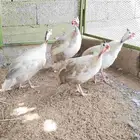 حجل نوادر اللون كريمي