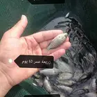 زريعة بلطي نيلي وحيد جنس ذكور الموقع القنفذه