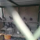 حمام سوادي
