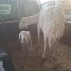 متبع حريه