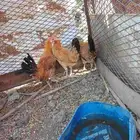 دجاج للبيع العمر 7 أشهر ديك وفروجتين الموقع الاكحل