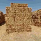 ذره جيزانيه حمراء