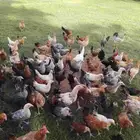دجاج بلدي للبيع