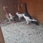 جوز دنش