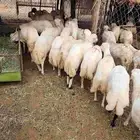 خرفان لبيع العدد 10 الموقع جيزان اسكان الحصمه