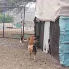 ديك باكستاني