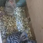 طيور باجي