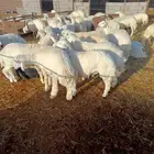 شرق المدينة المنورة