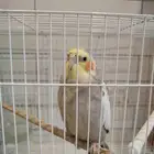 طير كروان عمره سنه يغني