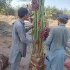 نخل مثمر