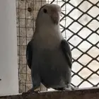 ذكر روز للبيع