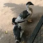 بط بلدي الجوز ب 60 ريال