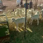 للبيع هرافي حريات مراح واحد طيبات وسليمه شرط العدد 29