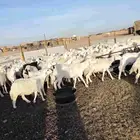 غنم حريات