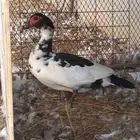 بط نسكوفي البيع 40