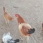 ديوك بلديه عدد 300 حبه