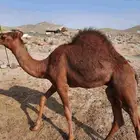 السلام عليكم اعرض على انظاركم