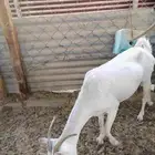 للبيع ماعز مضرع بداية حمال في الأشهر الاوله