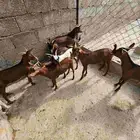 تيوس عدد 8 للبيع