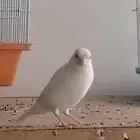 كناري ابيض للبيع