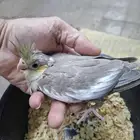 فرخ كروان سينامون( تم البيع )