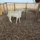 أعرض لكم طلي حري فحل مشروط