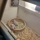 فروخ كنيور يلو سايد