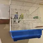 زوج بادجي طيور الحب