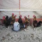 دجاج عدد 6 ديوك ديك للبيع