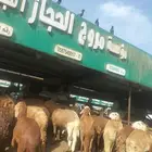 اغنام سواكن حمري حي ومذبوح