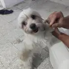 كلبه شيتزو انثى اللون ابيض على ذهبي اليف جدا