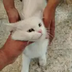 السلام عليكم