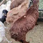 عرض خاص غنم سواكني في المزاحمية صحة ومواصفات ممتازة