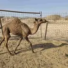 للبيع حوار 3 أشهر يصلح ضيار ويصلح تربيه .على الشرط