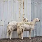 ضان حريات للبيع