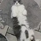 قط سكوتش ع السوم