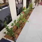 تنسيق حدائق القصيم