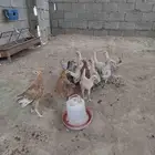دجاج بلدي مزرعه نظيفه شرط من الأمراض