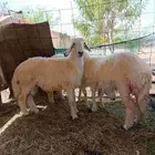 ذبايح رخال وطلي