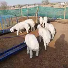 ذبايح حريه