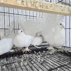 جوز حمام رقيصي