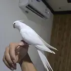 كروان مفقود حي العقيق