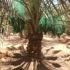 الخرج الهياثم العفجه نجديه الرحمانيه الشديده الرفايع العتيق