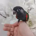 كنيور بيرلي هدد(( تم البيع))