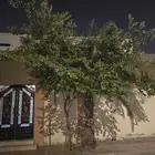 عدد 4 نخل الطول مترين