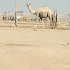 عشرا كفو هي وبنتها